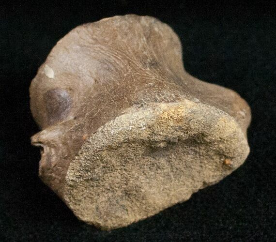 Champsosaurus Vertebrae (Cretaceous Reptile) #12034